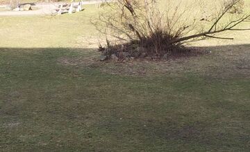 FOTO: Spomienky na vypílené stromy v Podlaviciach