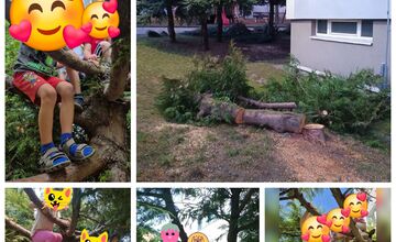 FOTO: Spomienky na vypílené stromy v Podlaviciach