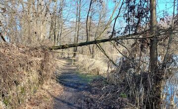 FOTO: Pri rybníku na Uhlisku pribúdajú popadané stromy