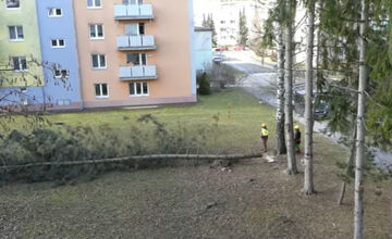 FOTO: V Bystrici padli ďalšie stromy, mesto má na tento výrub vysvetlenie