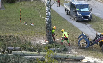 FOTO: V Bystrici padli ďalšie stromy, mesto má na tento výrub vysvetlenie