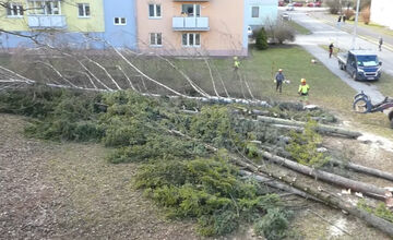 FOTO: V Bystrici padli ďalšie stromy, mesto má na tento výrub vysvetlenie