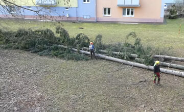 FOTO: V Bystrici padli ďalšie stromy, mesto má na tento výrub vysvetlenie