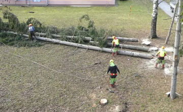 FOTO: V Bystrici padli ďalšie stromy, mesto má na tento výrub vysvetlenie