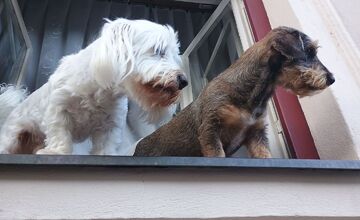 FOTO: Psíky v Štiavnici sledujú dianie a tešia okoloidúcich