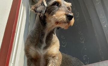 FOTO: Psíky v Štiavnici sledujú dianie a tešia okoloidúcich