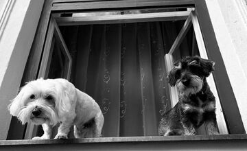 FOTO: Psíky v Štiavnici sledujú dianie a tešia okoloidúcich