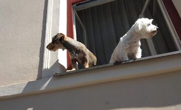 FOTO: Psíky v Štiavnici sledujú dianie a tešia okoloidúcich