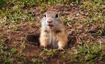 FOTO: Roztomilé zvieratá už vítajú turistov