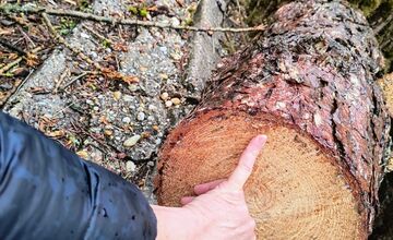 FOTO: Kmene stromov zaberajú parkovacie miesta