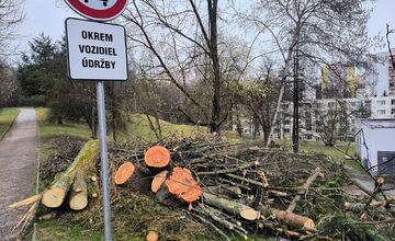 FOTO: Kmene stromov zaberajú parkovacie miesta
