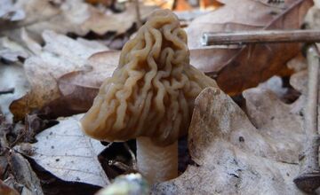 FOTO: Úlovky hubárov z Banskobystrického kraja