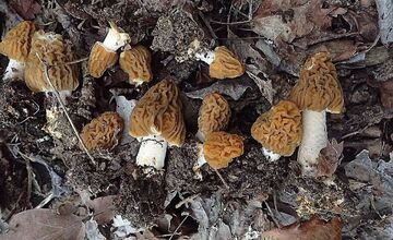 FOTO: Úlovky hubárov z Banskobystrického kraja