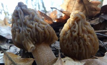 FOTO: Úlovky hubárov z Banskobystrického kraja