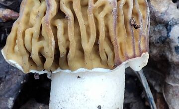 FOTO: Úlovky hubárov z Banskobystrického kraja