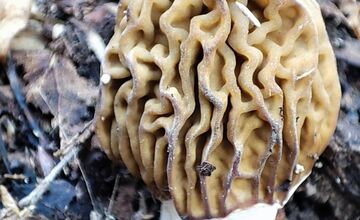 FOTO: Úlovky hubárov z Banskobystrického kraja