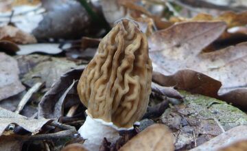 FOTO: Úlovky hubárov z Banskobystrického kraja