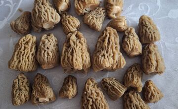 FOTO: Úlovky hubárov z Banskobystrického kraja