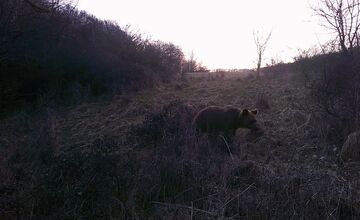 FOTO: Pri obci Trnavá Hora sa objavil medveď