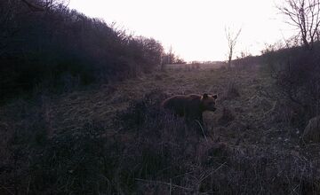 FOTO: Pri obci Trnavá Hora sa objavil medveď