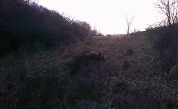 FOTO: Pri obci Trnavá Hora sa objavil medveď