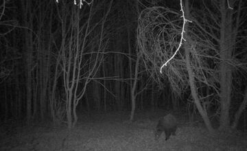 FOTO: Pri obci Trnavá Hora sa objavil medveď