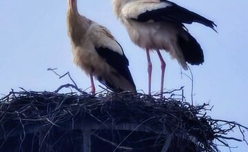 FOTO: Bociany opäť priniesli radosť do obcí