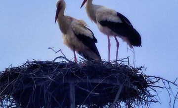 FOTO: Bociany opäť priniesli radosť do obcí