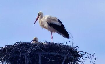 FOTO: Bociany opäť priniesli radosť do obcí