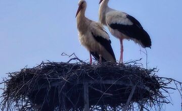 FOTO: Bociany opäť priniesli radosť do obcí