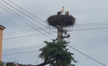 FOTO: Bociany opäť priniesli radosť do obcí