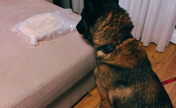 FOTO: Polícia vo Zvolene zaistila drogy a zadržala šesť osôb pri razii