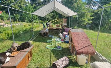 FOTO: Občianske združenie poskytovalo pomoc pre mačky a psíkov