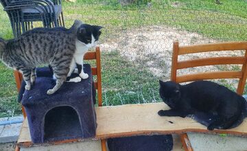 FOTO: Občianske združenie poskytovalo pomoc pre mačky a psíkov