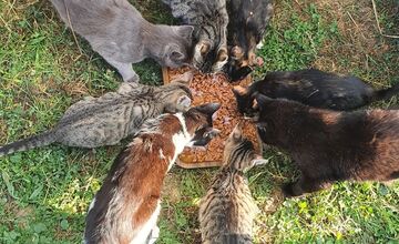 FOTO: Občianske združenie poskytovalo pomoc pre mačky a psíkov
