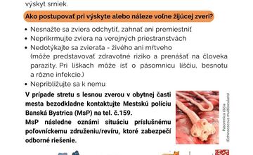 FOTO: Líška sa pravidelne vracia na sídlisko v Bystrici