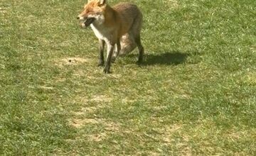 FOTO: Líška sa pravidelne vracia na sídlisko v Bystrici