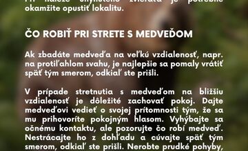 FOTO: Čo robiť, keď stretnete medveďa?