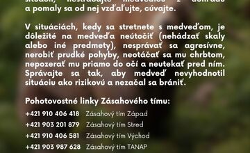 FOTO: Čo robiť, keď stretnete medveďa?