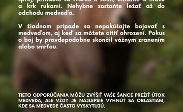 FOTO: Čo robiť, keď stretnete medveďa?