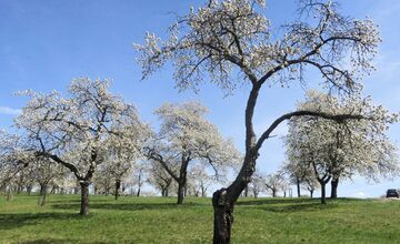 FOTO: Rozkvitnutá Papuľka láka návštevníkov