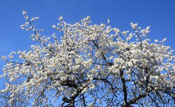 FOTO: Rozkvitnutá Papuľka láka návštevníkov