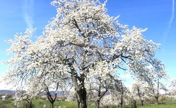 FOTO: Rozkvitnutá Papuľka láka návštevníkov