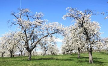 FOTO: Rozkvitnutá Papuľka láka návštevníkov