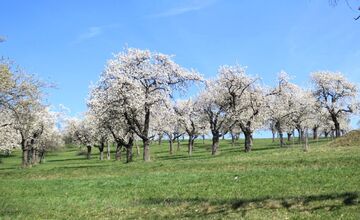 FOTO: Rozkvitnutá Papuľka láka návštevníkov