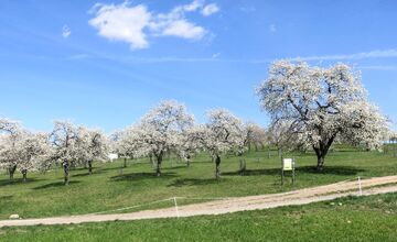 FOTO: Rozkvitnutá Papuľka láka návštevníkov