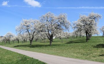 FOTO: Rozkvitnutá Papuľka láka návštevníkov