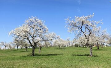 FOTO: Rozkvitnutá Papuľka láka návštevníkov